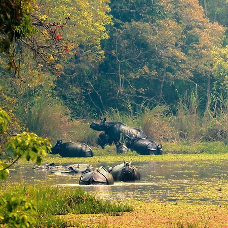 Chitwan Gaida Lodge - Animal Lovers & Birdwatchers Paradise Sauraha Eksteriør bilde