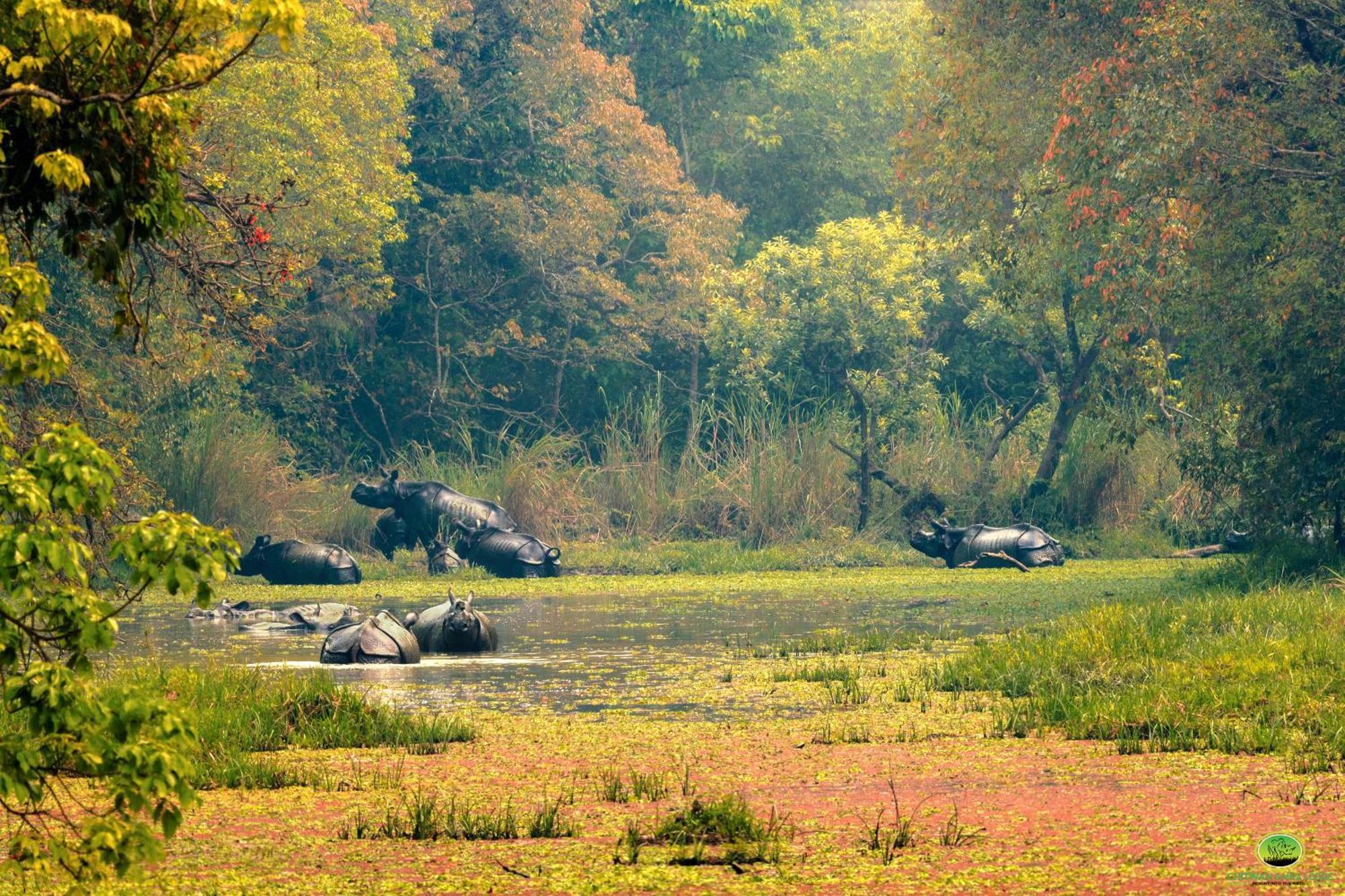 Chitwan Gaida Lodge - Animal Lovers & Birdwatchers Paradise Sauraha Eksteriør bilde